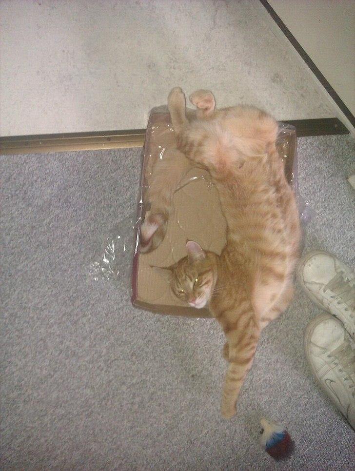 Blanding af racer Ingolf billede 16