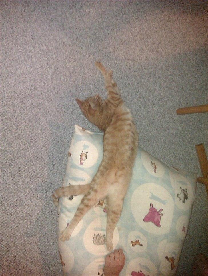 Blanding af racer Ingolf billede 17