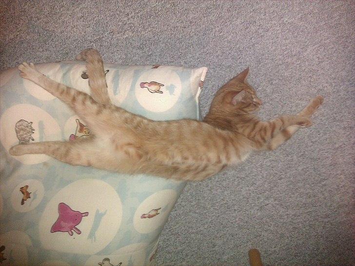 Blanding af racer Ingolf billede 18