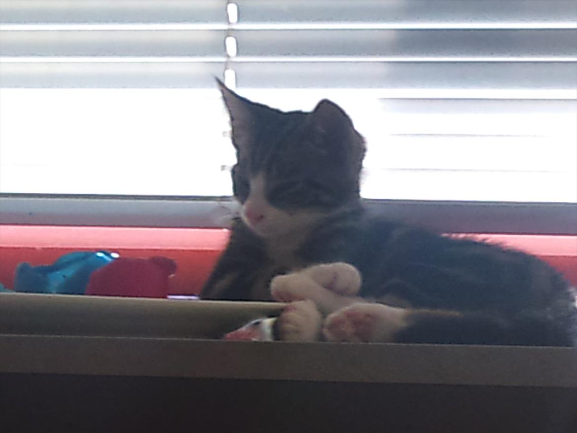 Blanding af racer Chico  billede 15