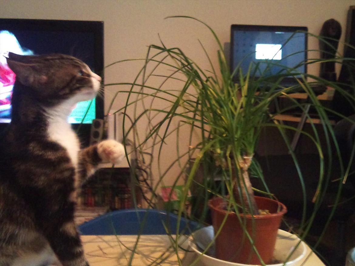 Blanding af racer Chico  billede 16