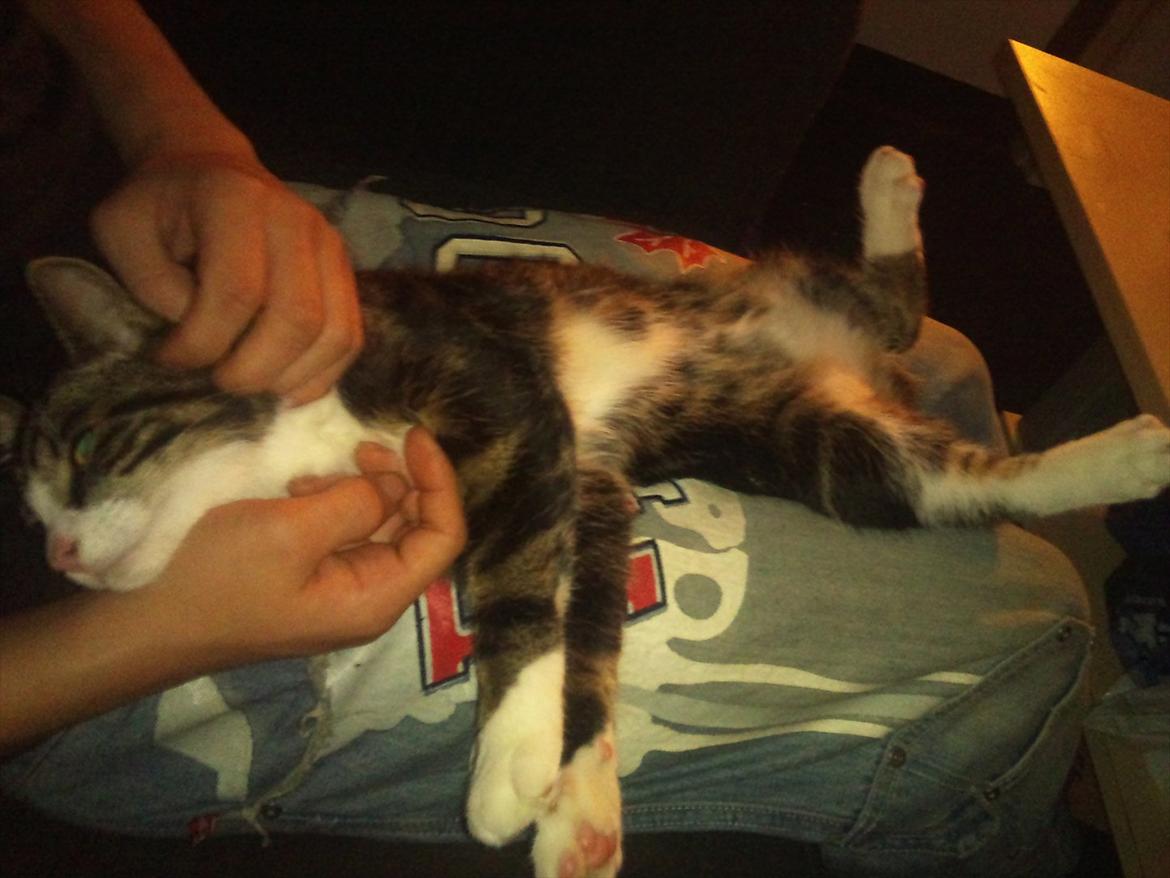 Blanding af racer Chico  billede 18