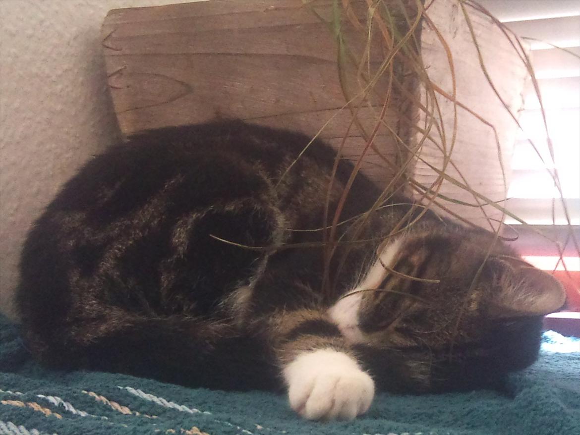 Blanding af racer Chico  billede 19