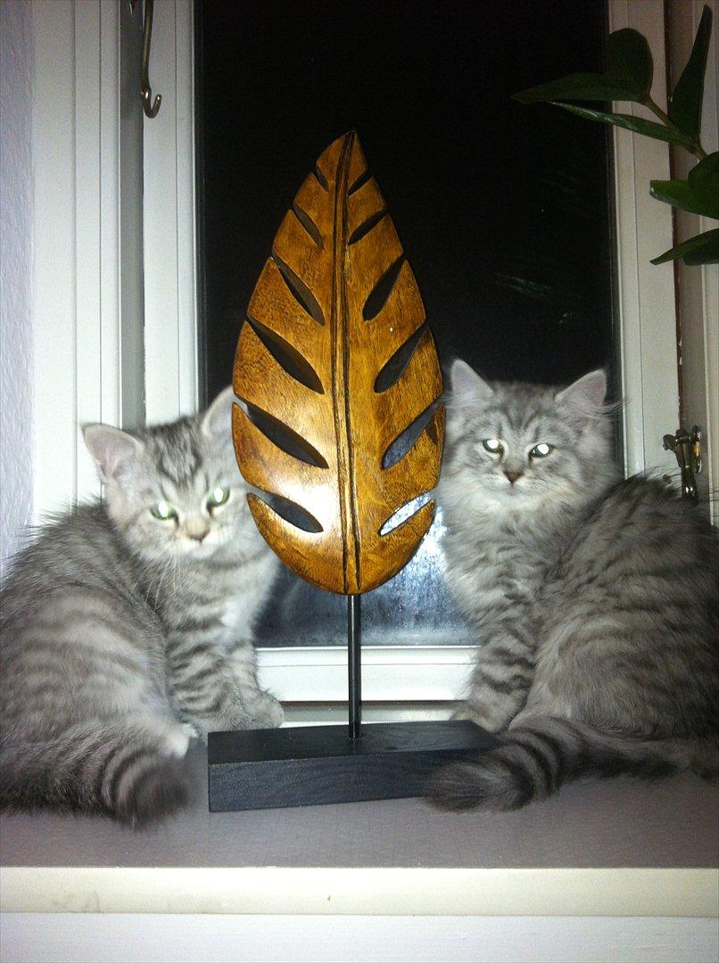 Blanding af racer Alba billede 4