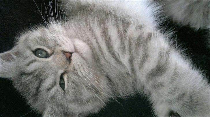 Blanding af racer Alba billede 5