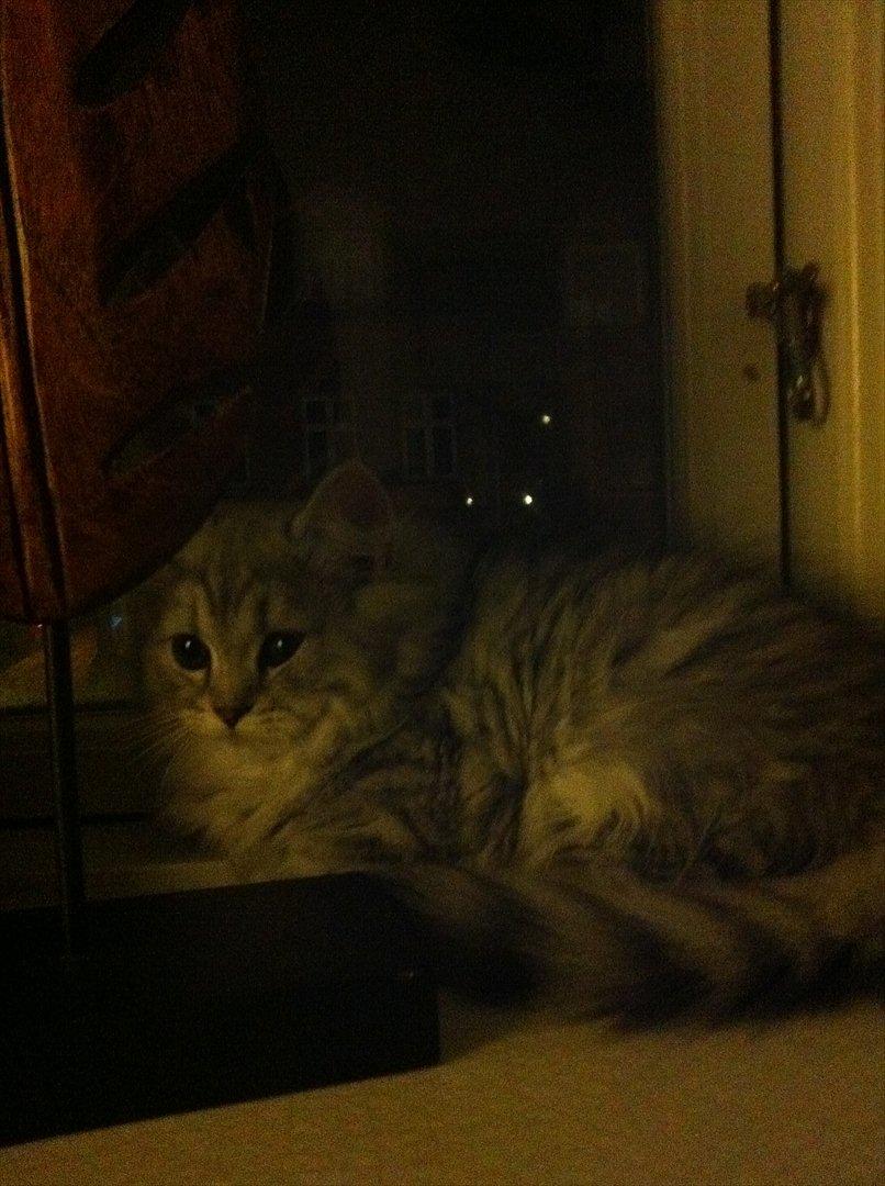 Blanding af racer Alba billede 6