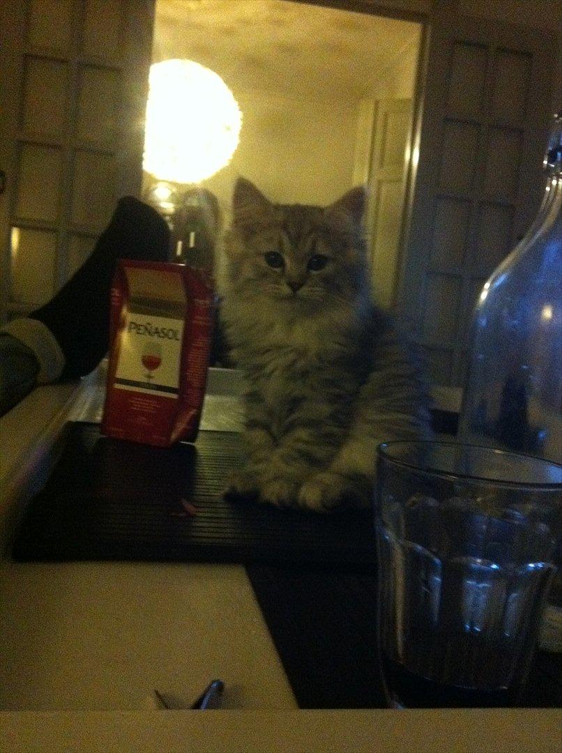 Blanding af racer Alba billede 7