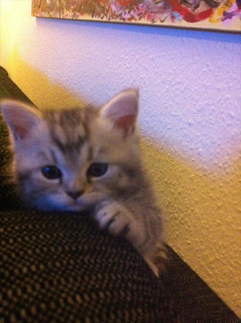 Blanding af racer Alba billede 3