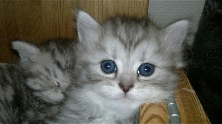 Blanding af racer Alba billede 8