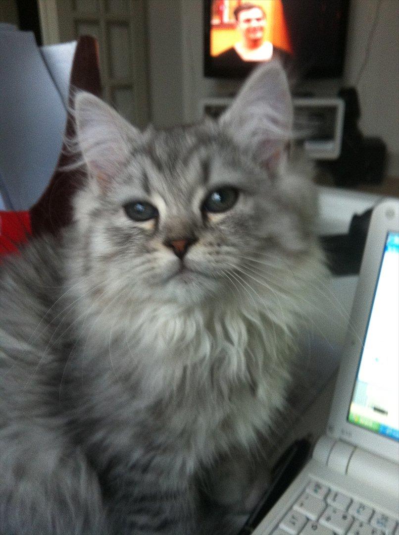 Blanding af racer Alba billede 9