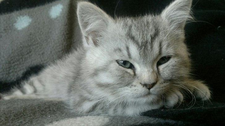 Blanding af racer Boris billede 1