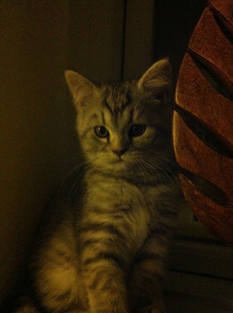 Blanding af racer Boris billede 12