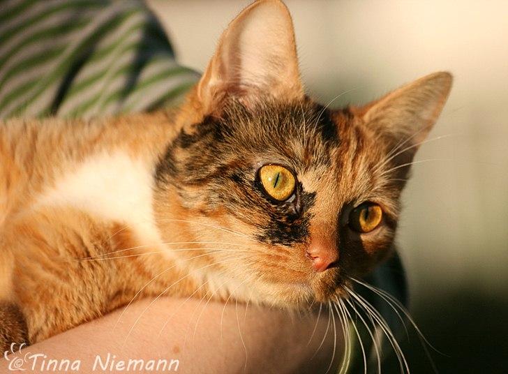 Huskat Reba (Ray) billede 1