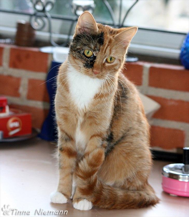 Huskat Reba (Ray) billede 2