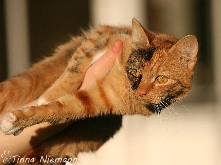 Huskat Reba (Ray) billede 4