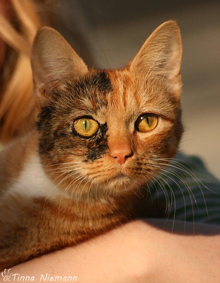 Huskat Reba (Ray) billede 5