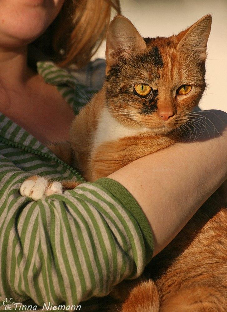 Huskat Reba (Ray) billede 6