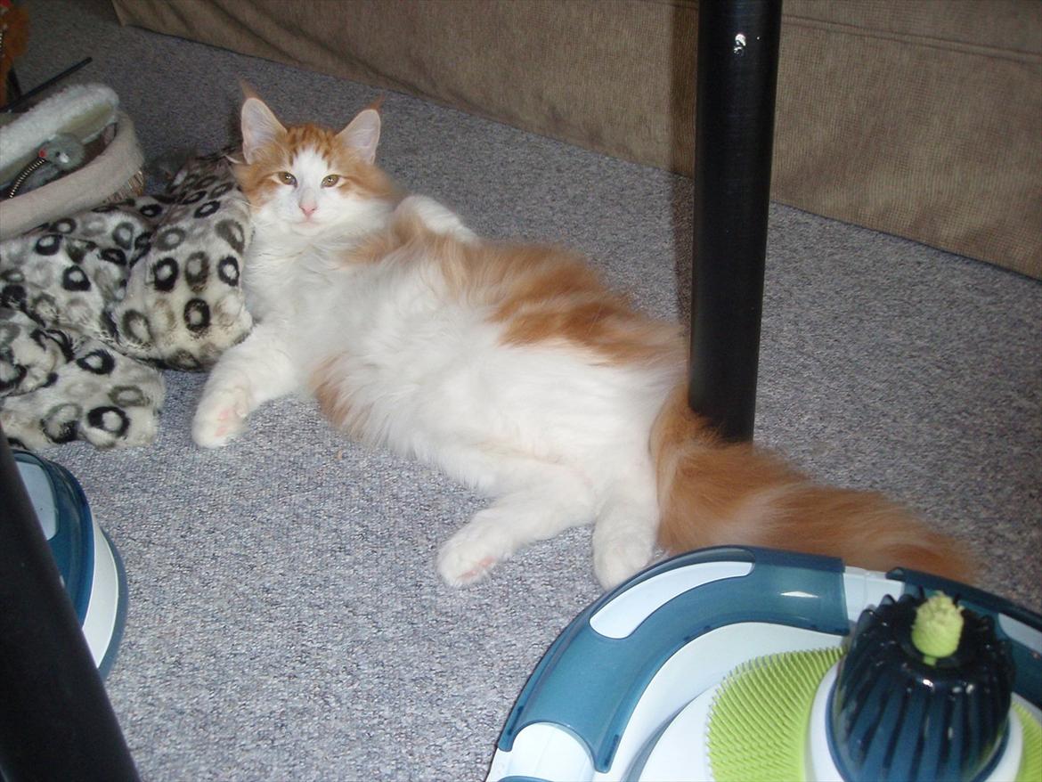 Norsk Skovkat Rasmus på luffen billede 2