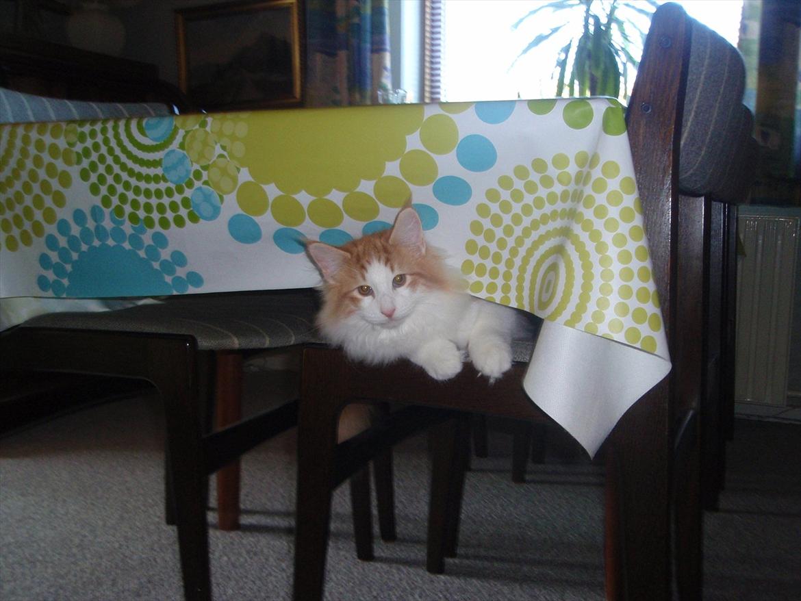 Norsk Skovkat Rasmus på luffen billede 3