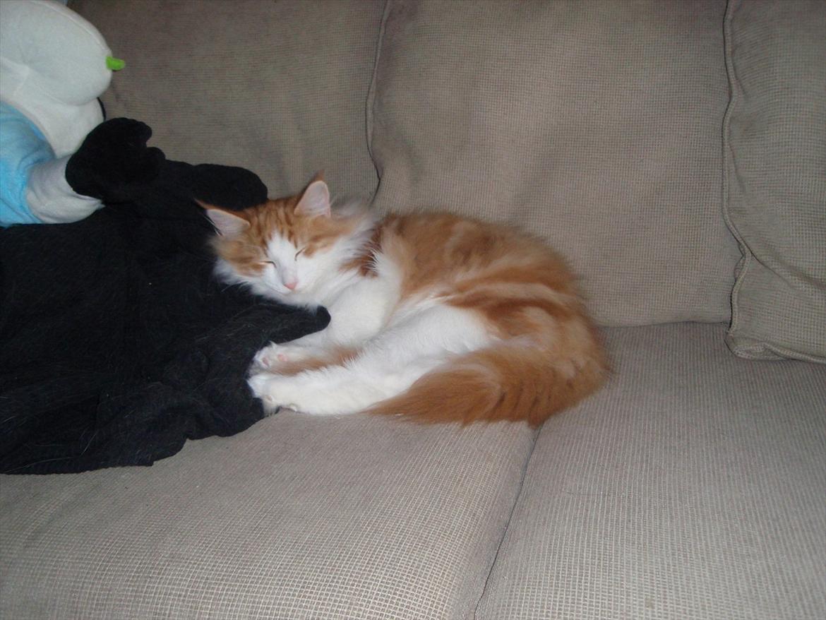 Norsk Skovkat Rasmus på luffen billede 4