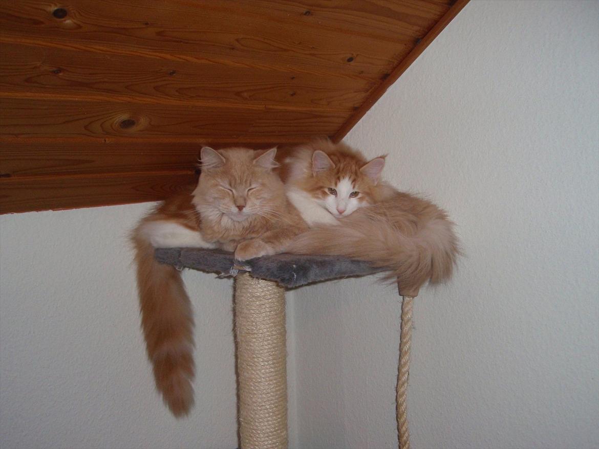 Norsk Skovkat Rasmus på luffen billede 5