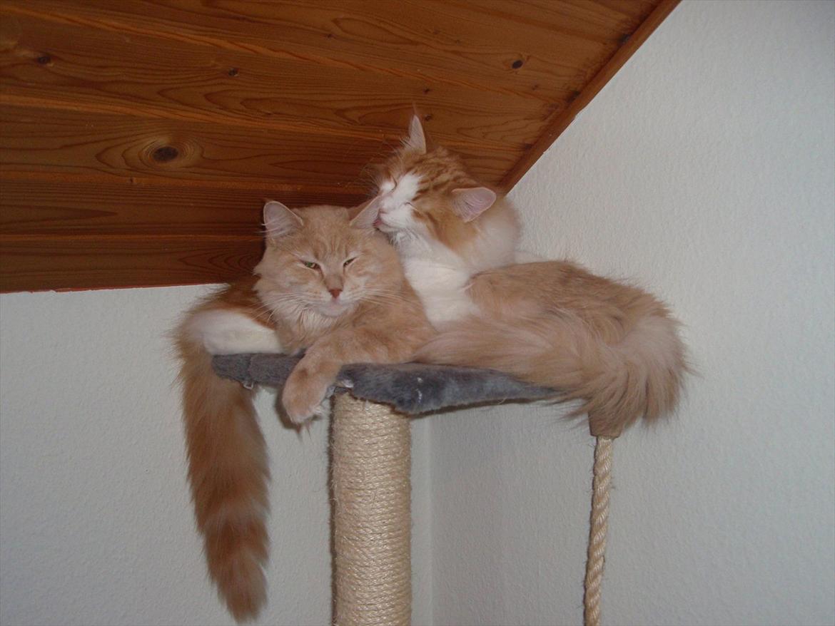 Norsk Skovkat Rasmus på luffen billede 6