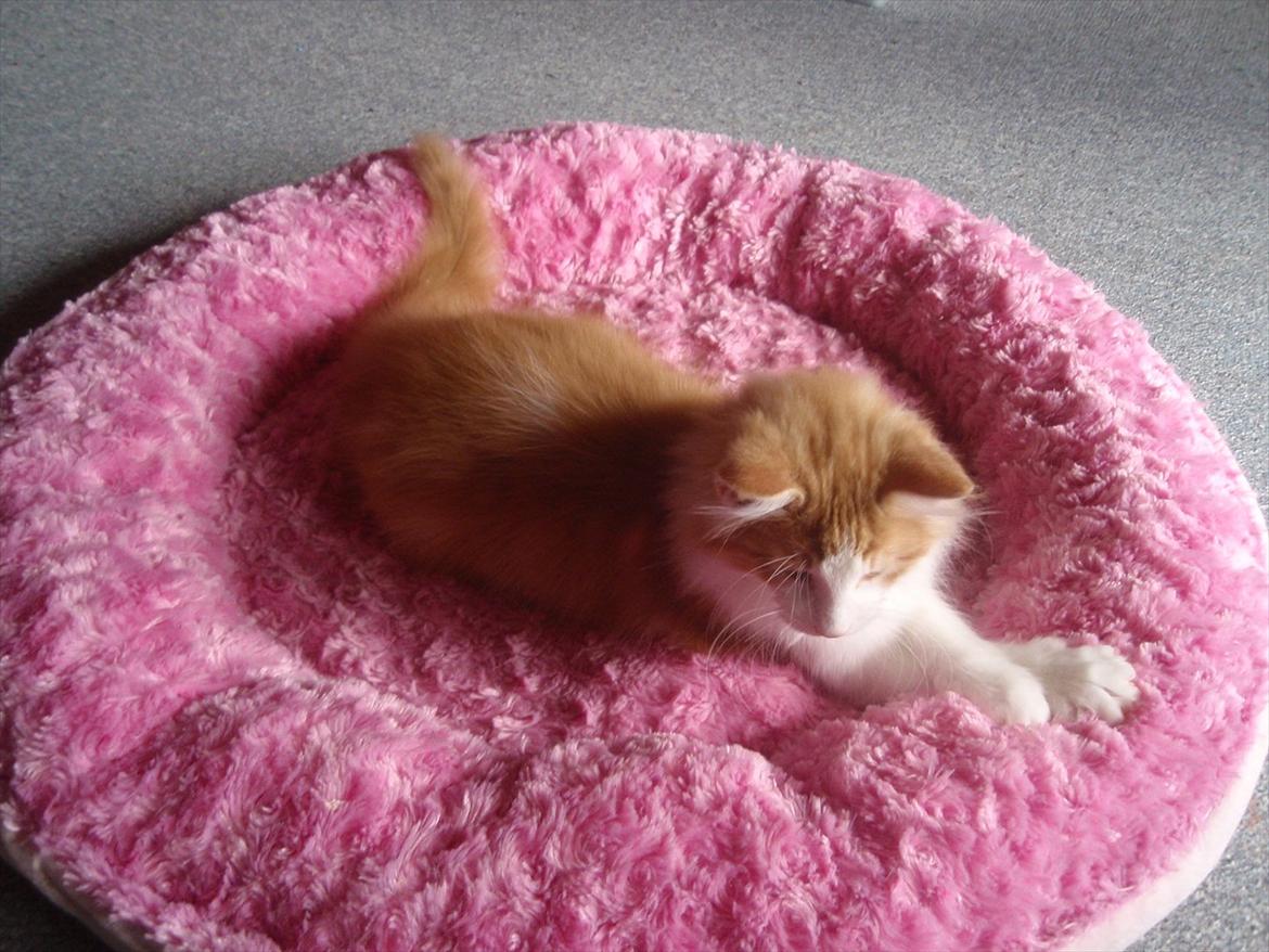 Norsk Skovkat Rasmus på luffen billede 7