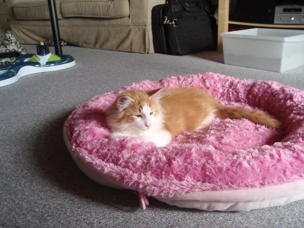 Norsk Skovkat Rasmus på luffen billede 8