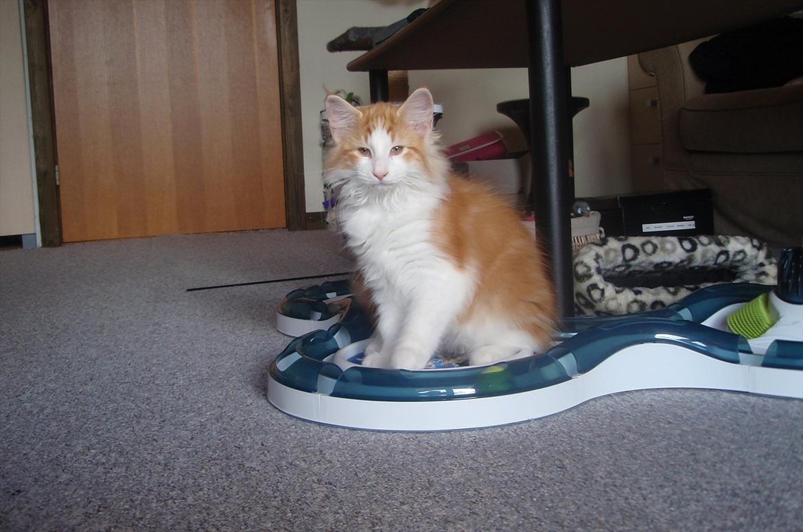 Norsk Skovkat Rasmus på luffen billede 9