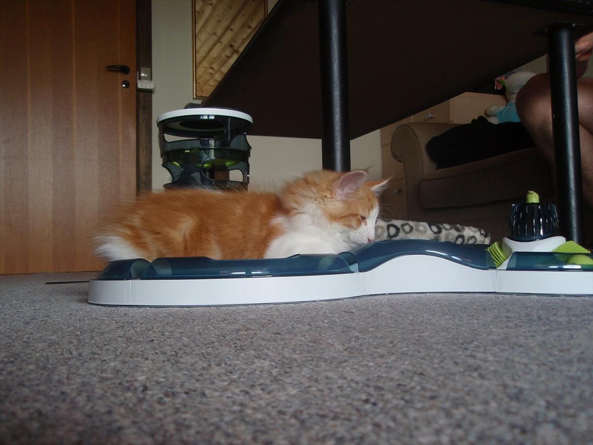 Norsk Skovkat Rasmus på luffen billede 10