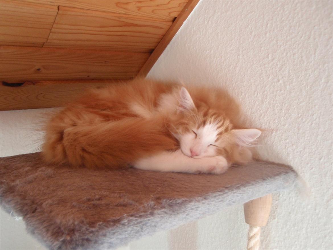 Norsk Skovkat Rasmus på luffen billede 11