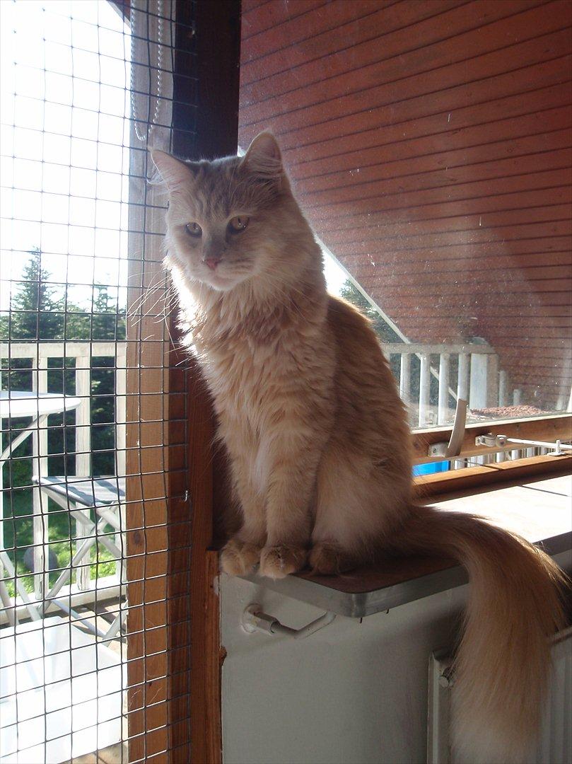 Blanding af racer Bella billede 2