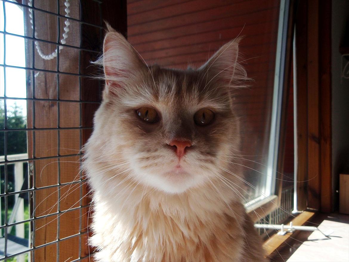 Blanding af racer Bella billede 3