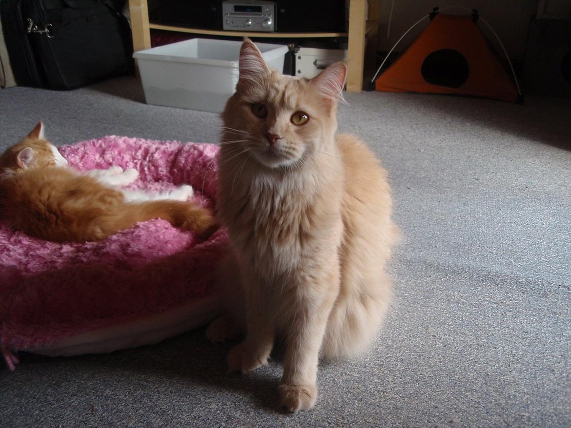 Blanding af racer Bella billede 4