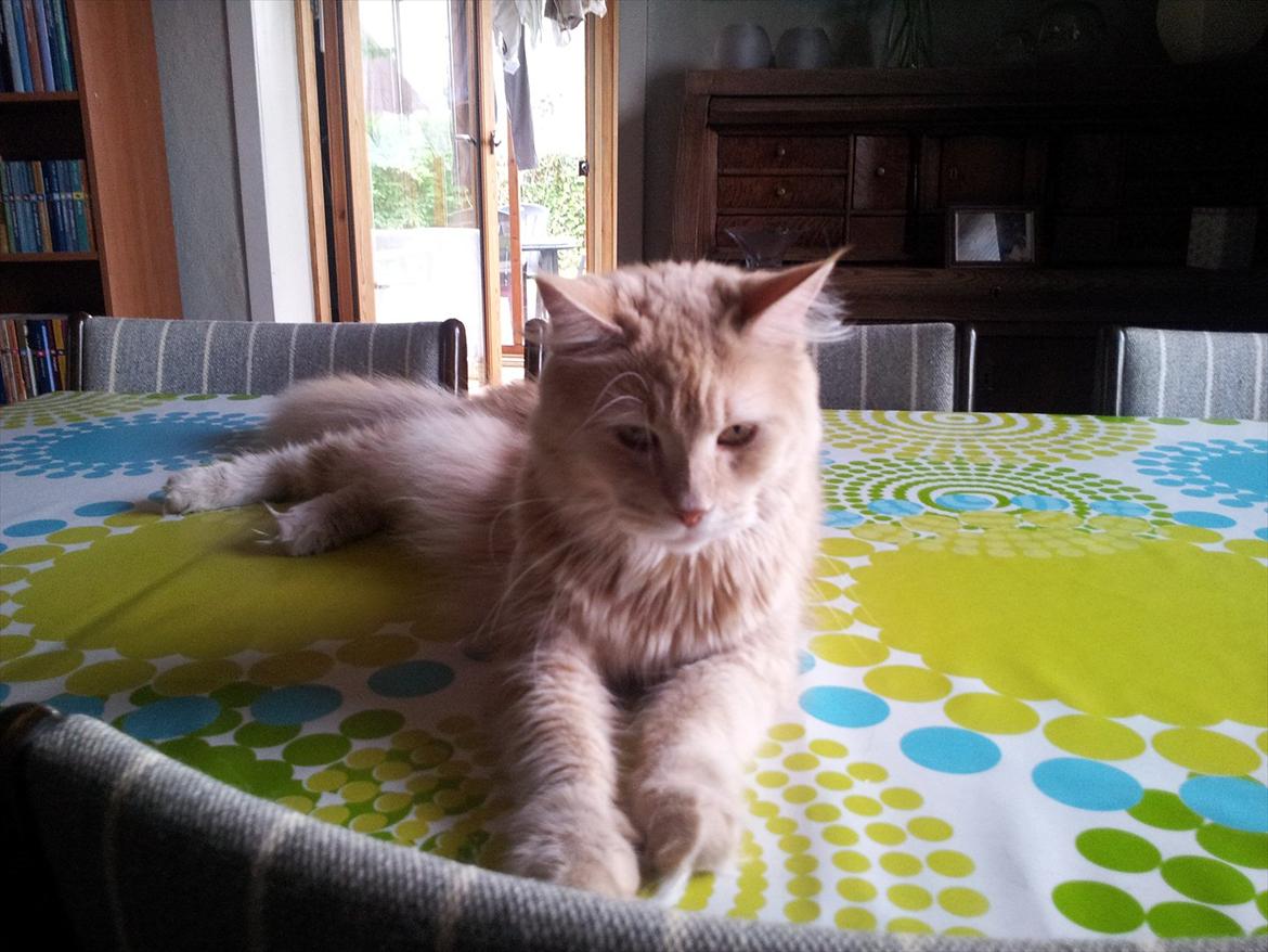 Blanding af racer Bella billede 5