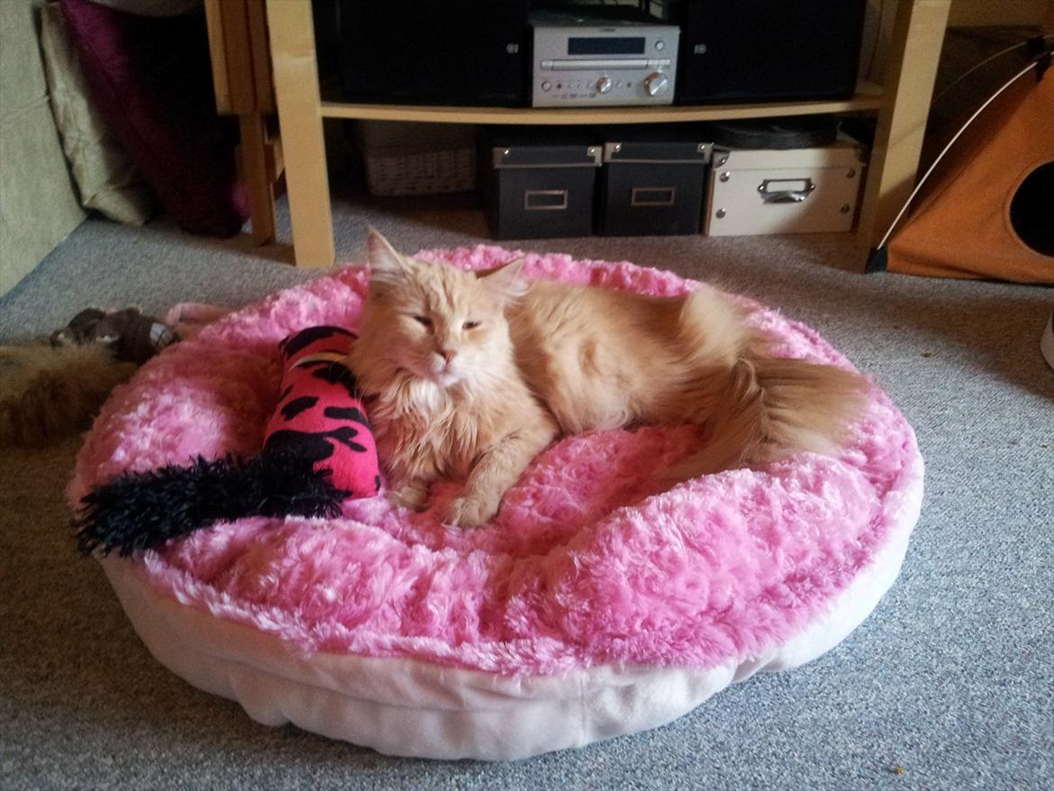 Blanding af racer Bella billede 6