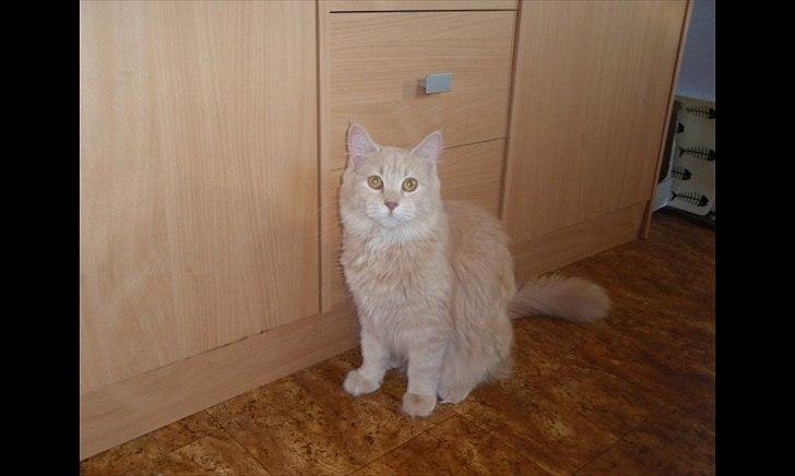 Blanding af racer Bella billede 7