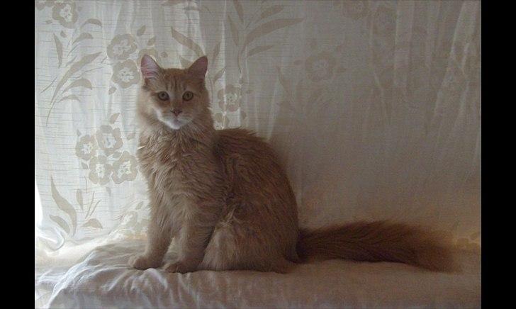 Blanding af racer Bella billede 8