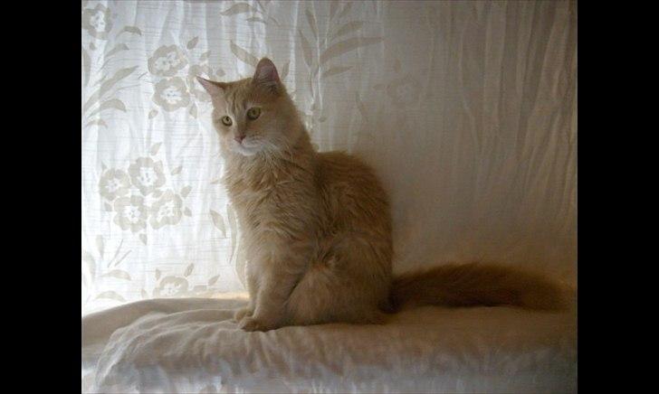 Blanding af racer Bella billede 9