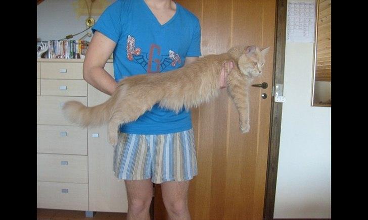 Blanding af racer Bella billede 10