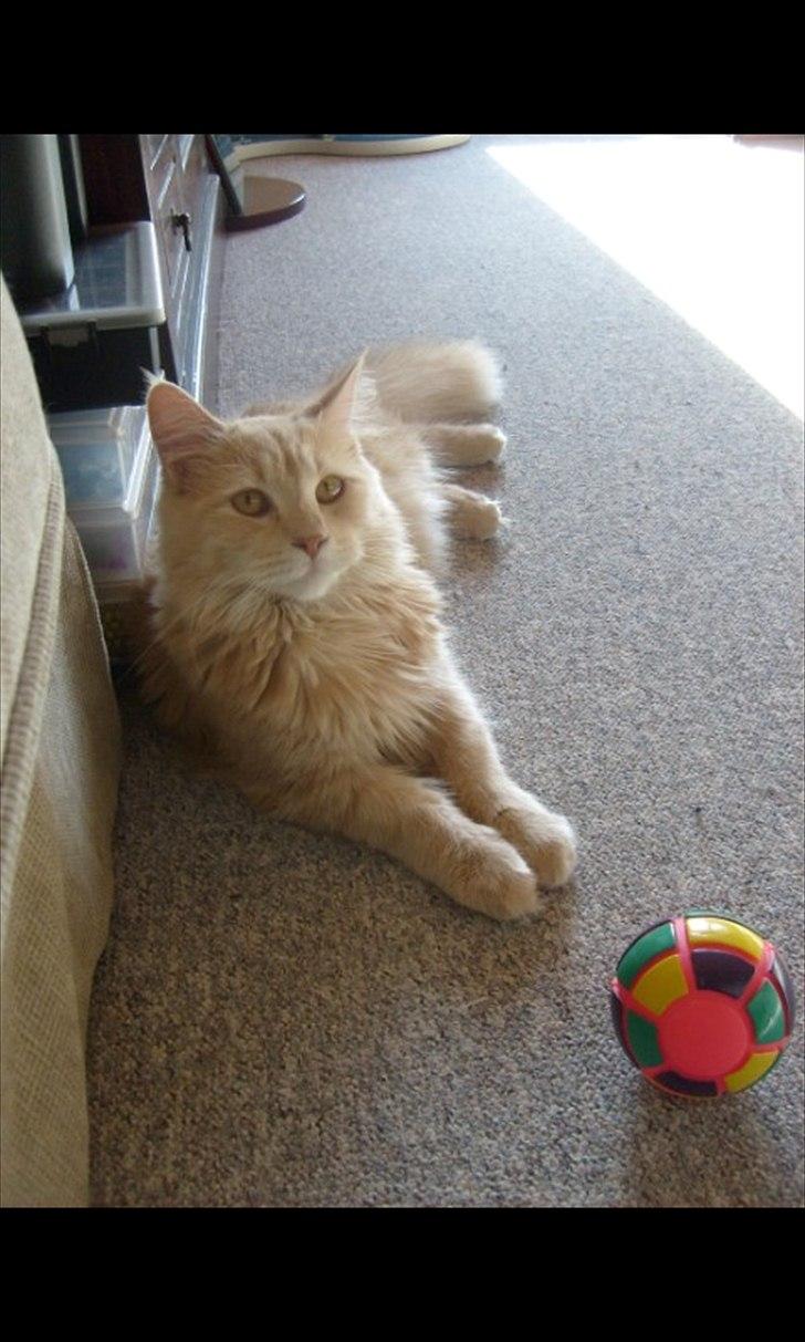 Blanding af racer Bella billede 1