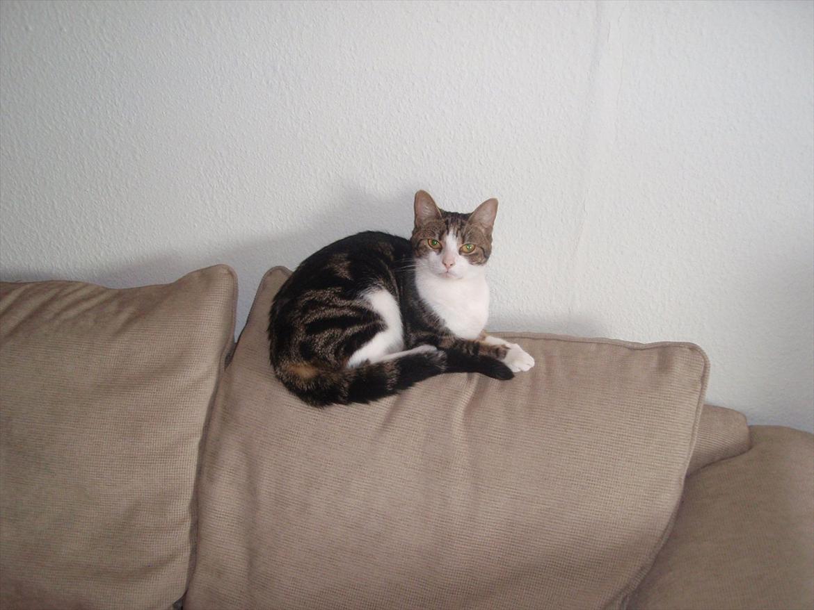 Huskat Maggie billede 1