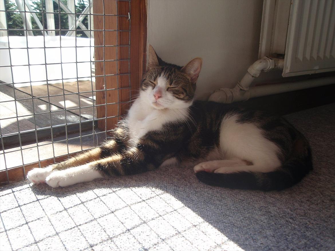 Huskat Maggie billede 2