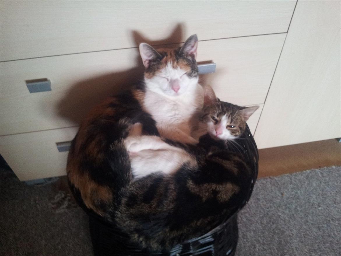 Huskat Maggie billede 3