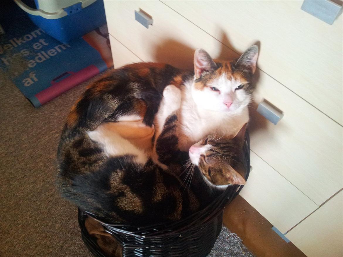 Huskat Maggie billede 4