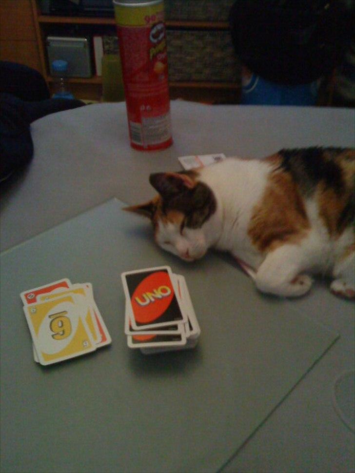 Huskat Sisse billede 7