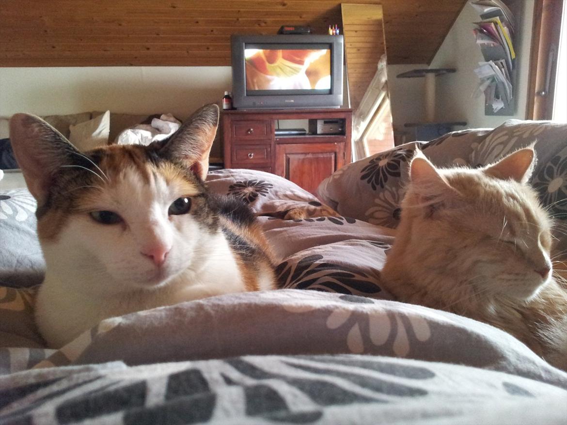 Huskat Sisse billede 4