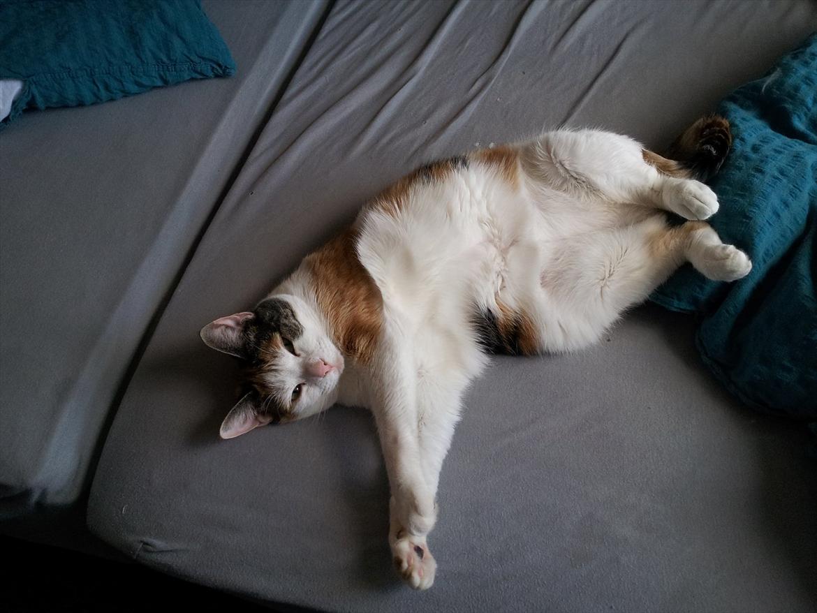 Huskat Sisse billede 6