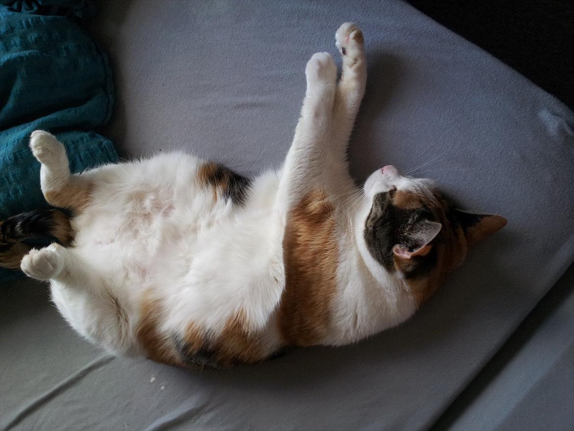 Huskat Sisse billede 5