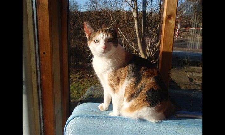 Huskat Sisse billede 3